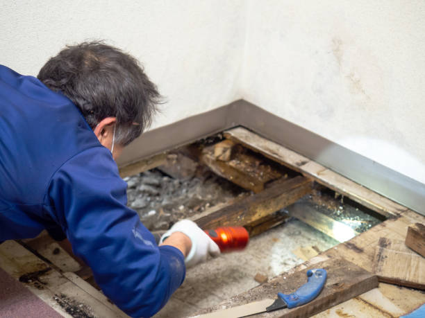 Best Crawl Space Mold Remediation in Valley Forge, TN
