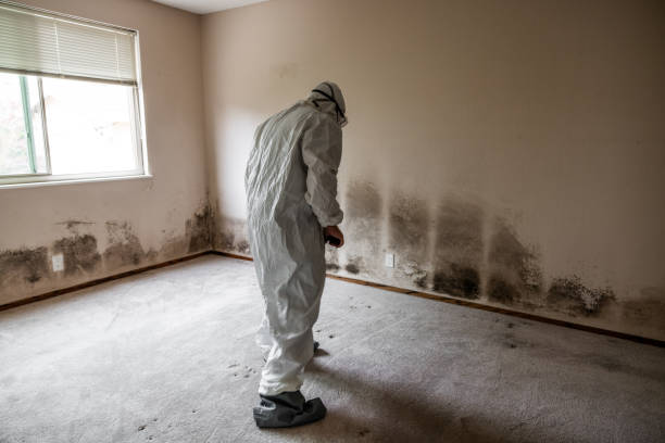 Best Post-Remediation Services in Valley Forge, TN