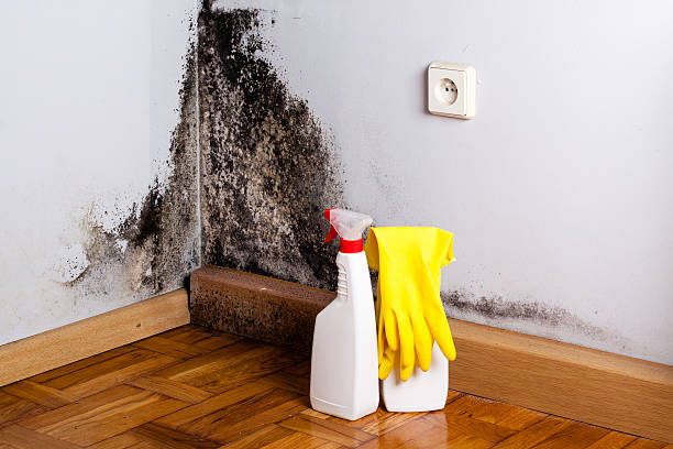 Best DIY Mold Remediation Support Services in Valley Forge, TN