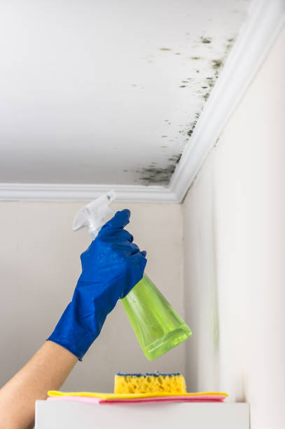 Best Industrial Mold Remediation in Valley Forge, TN